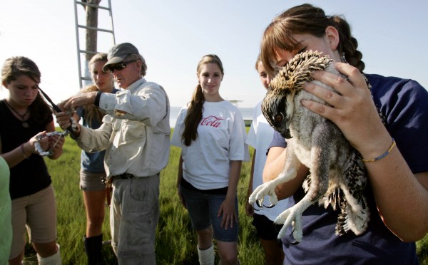 Osprey Banding